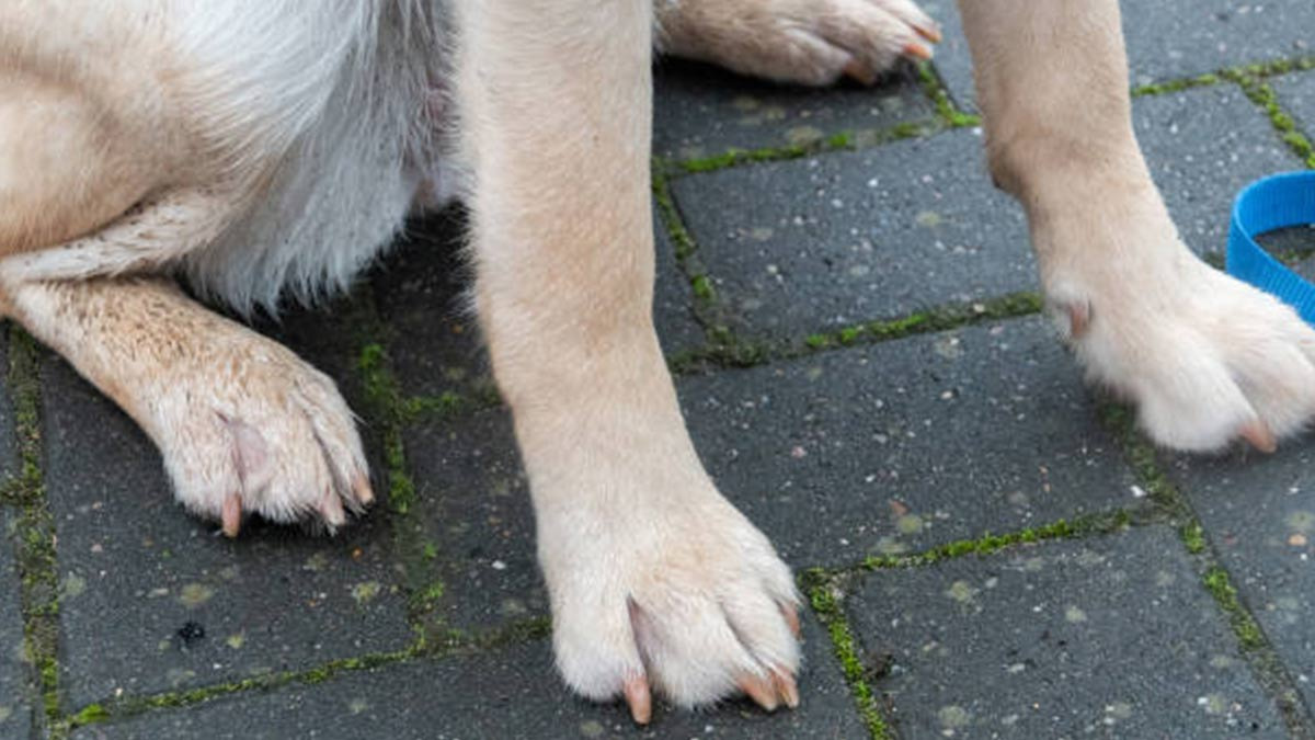 Condenada mujer en Antioquia por brutal maltrato animal